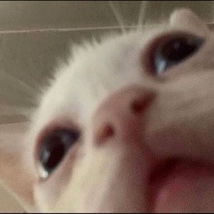 Meet your Posher, Luis